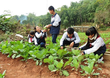 Học sinh trường Dân tộc nội trú Yên Bình, Yên Bái chăm sóc vườn rau sau giờ học